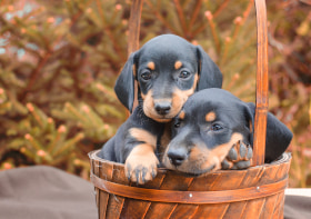 Выгул животных